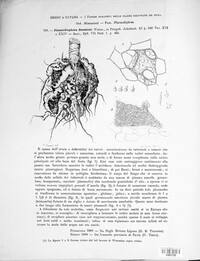Plasmodiophora brassicae image